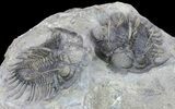 Pair of Spiny Comura Trilobites - Top Quality Preparation #60014-4